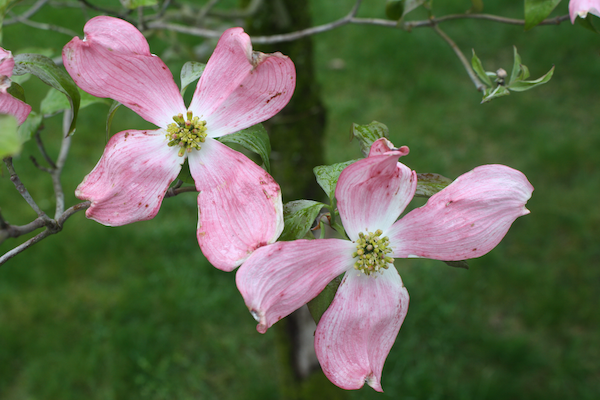 Photograph of pink dogwood tree